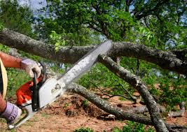 Seasonal Cleanup (Spring/Fall) in Kensington, NY