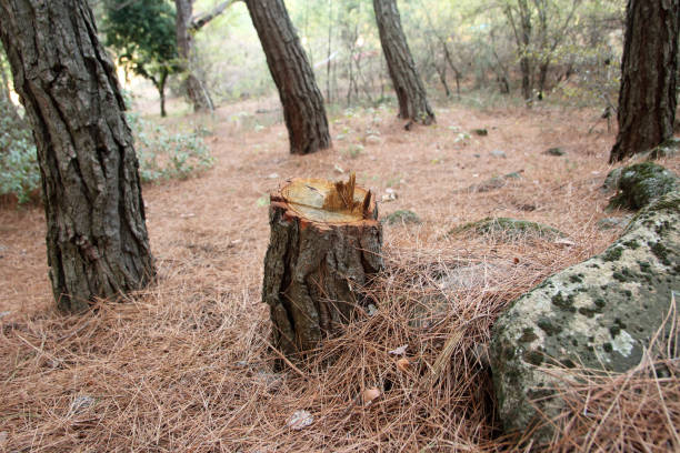 Reliable Kensington, NY Tree Care Solutions