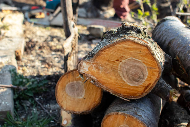 How Our Tree Care Process Works  in  Kensington, NY